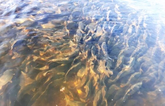 Fishery Pohořelice – Fish farm Velký Dvůr (CZ) | Kubíček VHS