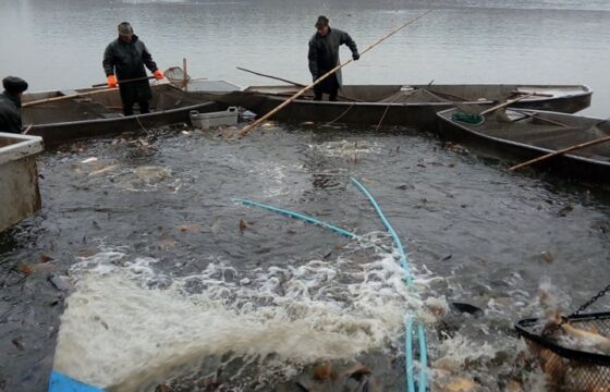 Fishery Třeboň – Mobile aeration set for fish catches | Kubíček VHS