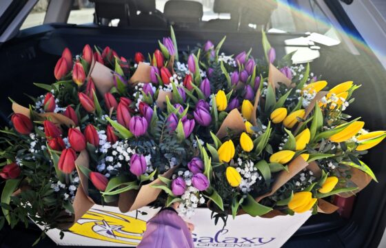 8 of March – International Women’s&nbsp;Day🌸 | Kubíček VHS